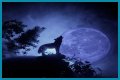 Howl at the moon